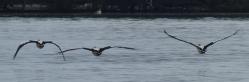 A trio of pelican wingbeats